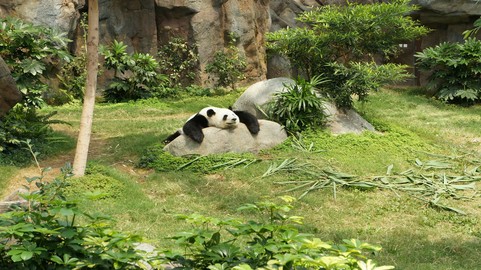 panda resting